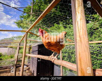 A hen standing on a perch in a chicken run - UK Stock Photo