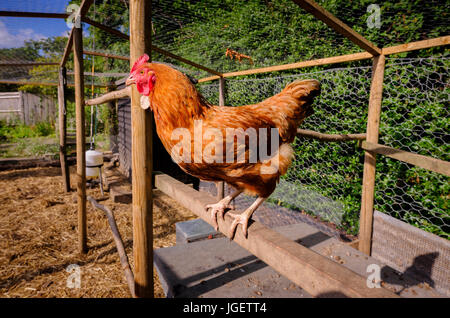 A hen standing on a perch in a chicken run - UK Stock Photo