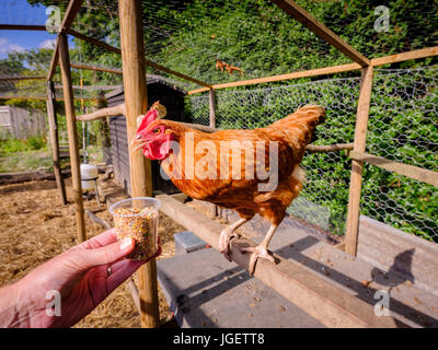 A hen standing on a perch in a chicken run being hand fed seed from a pot - UK Stock Photo