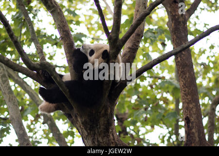 Panda sleeps on a tree, Chengdu Research Base of Giant Panda Breeding, China. Stock Photo