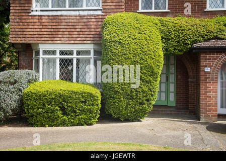 Carefully trimmed and shaped evergreen trees and flowering rosemary in a city front garden in Canterbury Kent UK Stock Photo