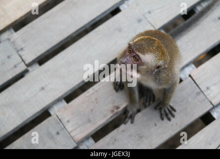 cute Monkey lives in a natural forest in Kota Kinabalu Stock Photo