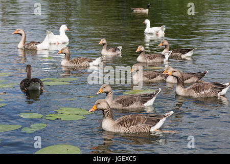 Mixed waterfowl UK; Greylag Geese ( Anser anser ) with Aylesbury ducks on the River Thames in Oxfordshire UK Stock Photo