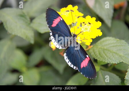 Crimson-patched Longwing (Heliconius erato). Butterfly Dome. RHS Hampton Court Palace Flower Show 2017, London, England, UK Stock Photo
