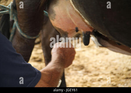Animals, cow, milking, farm, 2016, Merces, Minas Gerais, Brazil. Stock Photo