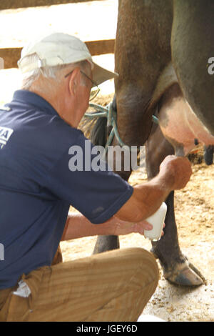 Animals, cow, milking, farm, 2016, Merces, Minas Gerais, Brazil. Stock Photo