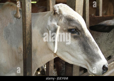 Animals, cow, farm, 2016, Merces, Minas Gerais, Brazil. Stock Photo