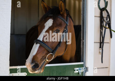 Horse standing at stable Stock Photo