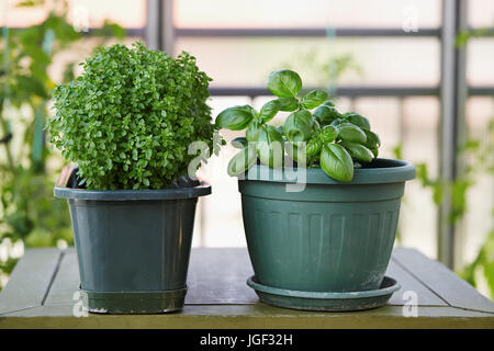 Potted Basil Plant. Basil herb plant growing on balcony. Stock Photo
