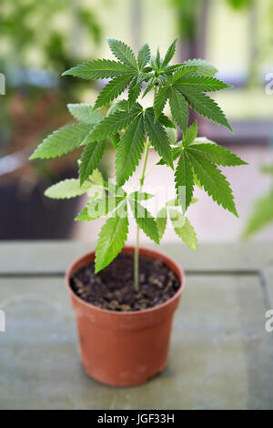 Marijuana plant growing in a pot. Medical marijuana plant growing in a small plant container. Alternative medicine. Stock Photo