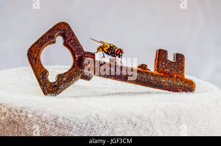 An old padlock key with a fly on it. closeup view. Stock Photo