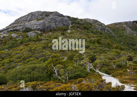 Overland track ascending to Marions Lookout, Cradle Mountain-Lake St Clair National Park, Tasmania, Australia Stock Photo