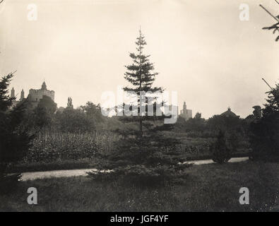 Carl Curman - Fir in Visby Botanical Garden, Gotland, Sweden Stock Photo