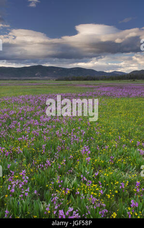 Shooting Star (Dodecatheon conjugens) wildflowers blooming in Elk Meadows, Salmon-Challis National Forest Idaho Stock Photo