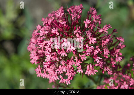 Mass of lilac-pink flowers of Red Valerian /Centranthus ruber - also appears in white and red-pink colours, and found in association with chalk soils Stock Photo