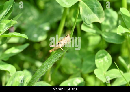 hidden green grasshoppers insects on the grass eating and hunting the feed Stock Photo