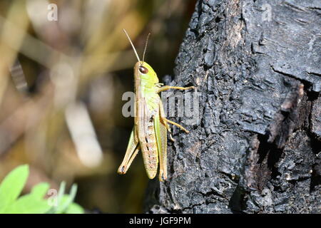 hidden green grasshoppers insects on the grass eating and hunting the feed Stock Photo