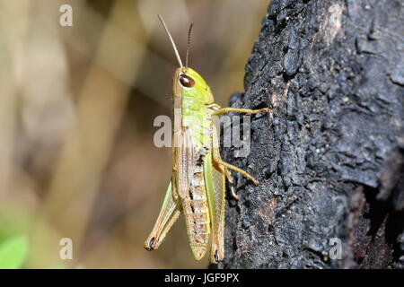 hidden green grasshoppers insects on the grass eating and hunting the feed Stock Photo