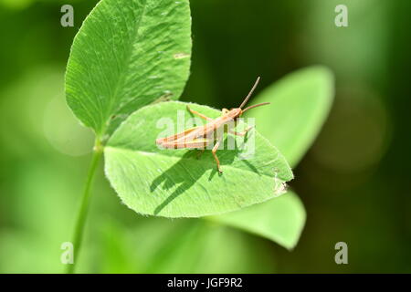 hidden green grasshoppers insects on the grass eating and hunting the feed Stock Photo