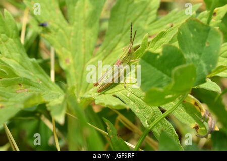 hidden green grasshoppers insects on the grass eating and hunting the feed Stock Photo