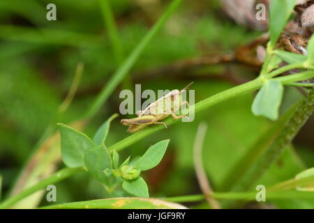 hidden green grasshoppers insects on the grass eating and hunting the feed Stock Photo