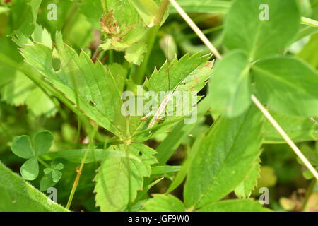 hidden green grasshoppers insects on the grass eating and hunting the feed Stock Photo