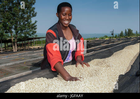 Rwandan woman drying coffee beans on custom made drying racks. Rwanda. Stock Photo