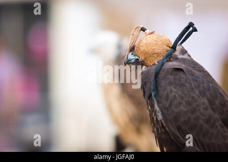 Harris's hawk, bay-winged hawk or dusky hawk covered with falconry mask. Copy space for text Stock Photo