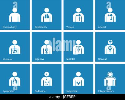 Human Anatomy lymphatic, integumentary, urogenital, endocrine, respiratory, nervous and digestive systems icons on blue background. Stock Vector