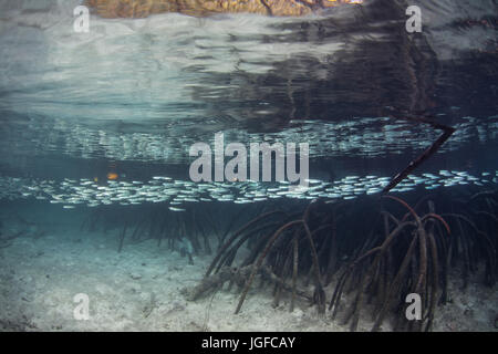 A school of bright silversides swims through a mangrove forest in Raja Ampat, Indonesia. Stock Photo