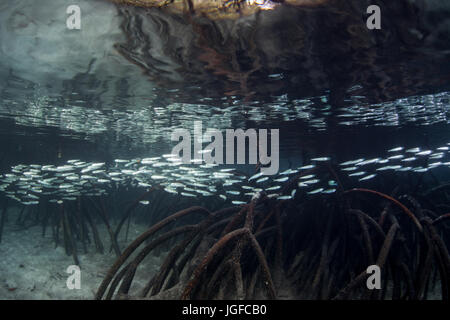 A school of bright silversides swims through a mangrove forest in Raja Ampat, Indonesia. Stock Photo