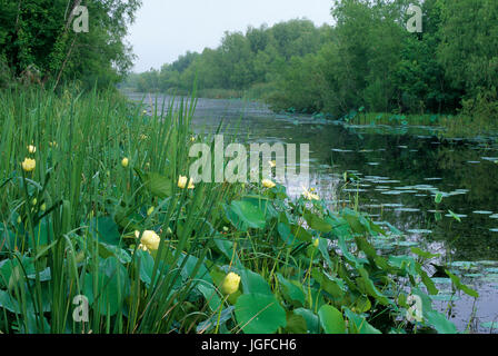 Elm Lake, Brazos Bend State Park, Texas Stock Photo