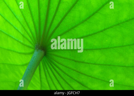 Lily leaf at Hale Lake, Brazos Bend State Park, Texas Stock Photo