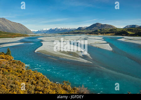 Braided streams of the Rakaia River, and gorse in flower, Mid Canterbury, South Island, New Zealand