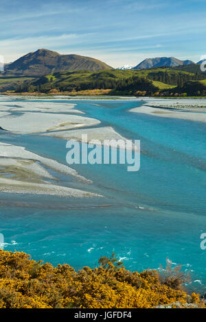 Braided streams of the Rakaia River, and gorse in flower, Mid Canterbury, South Island, New Zealand