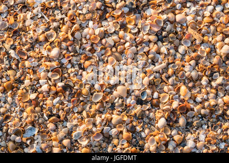 A collection of seashells found on the beaches of Amelia Island in Florida. Stock Photo