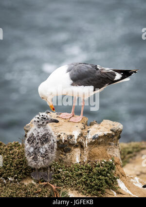 birdMom and baby Seagull on the Cliffs in La Jolla, California Stock Photo