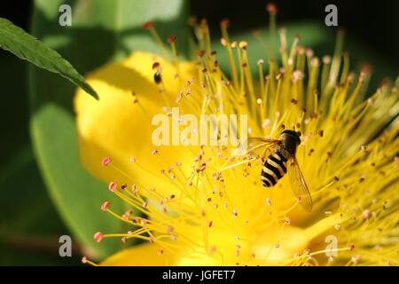 Hover Fly or Flower Fly, Syrphus ribesii, on stamens of a yellow Hypercium flower, Rose of Sharon flower in summer. Stock Photo