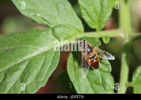 Drone Fly Hoverfly, Eristalis tenax sitting on a green leaf in summertime, Shropshire, England. Close up. Stock Photo