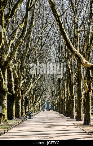 Maple trees avenue, without a leaves, sunny day, autumn time, Szczecin, Poland Stock Photo