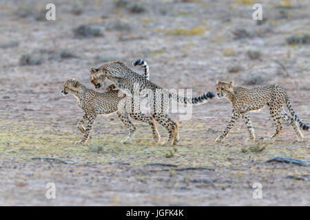 Three cheetah cubs Acinonyx jubatus at play honing their hunting skills. An endangered animal now only found in Game Reserves. Kgalagadi, South Africa