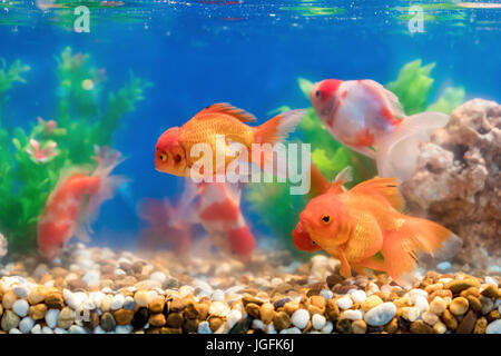 Goldfish in freshwater aquarium with green beautiful planted tropical Stock Photo