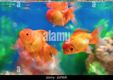 Goldfish in freshwater aquarium with green beautiful planted tropical Stock Photo