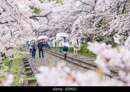 Kyoto, Japan - April 9, 2017: People enjoy spring season at Keage incline with sakura (cherry blossoms), Kyoto.