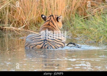 Royal bengal tiger (Panthera tigris tigris) lying down waterhole, seen from behind, Ranthambhore National Park, Rajasthan, India. Stock Photo