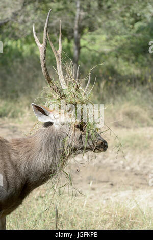 Sambar deer (Rusa unicolor, Cervus unicolor) stag portrait, with grass between antlers during rut, Ranthambhore national park, Rajasthan, India. Stock Photo