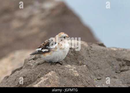 Snow Bunting (Plectrophenax nivalis) Iceland IS June 2017 Stock Photo