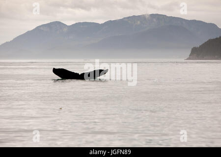 Among mountains, the tail fin of a humpback whale, Megaptera novaeangliae, breaches the water.
