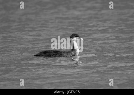 Black and white image of older coot ducking Stock Photo