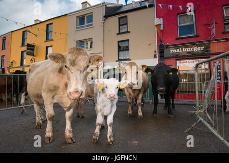 Cattle in the streets for sale at the Puck Fair in Killorglin town, County Kerry, Ireland. Stock Photo